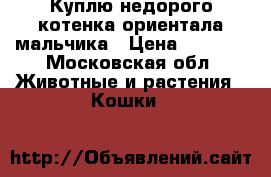Куплю недорого котенка ориентала мальчика › Цена ­ 8 000 - Московская обл. Животные и растения » Кошки   